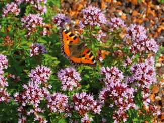 Thymus